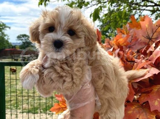 Sağlık Garantili Bebek Maltipoo görsel