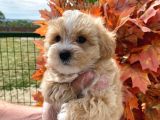 Irk Garanti̇li̇ a Kalite Maltipoo Bebeklerimiz