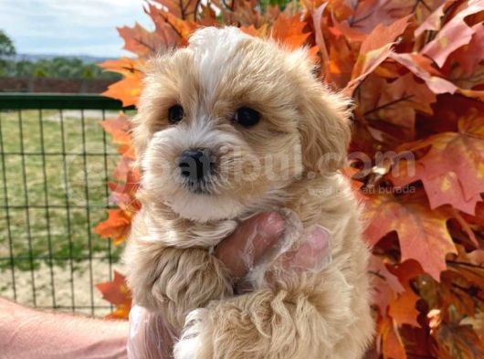 Irk Garanti̇li̇ A Kalite Maltipoo Bebeklerimiz