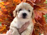 Irk Garanti̇li̇ A Kalite Maltipoo Bebeklerimiz