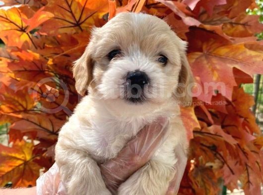 Irk Garanti̇li̇ A Kalite Maltipoo Bebeklerimiz görsel