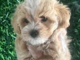 Irk Garanti̇li̇ 1.Sınıf Malti̇poo