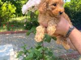 Toy Poodle Bebeklerimiz