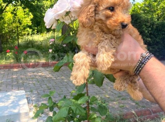 Toy Poodle Bebeklerimiz görsel