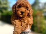 Irk Garanti̇li̇ Pasaportlu Poodle Bebekleri̇mi̇z