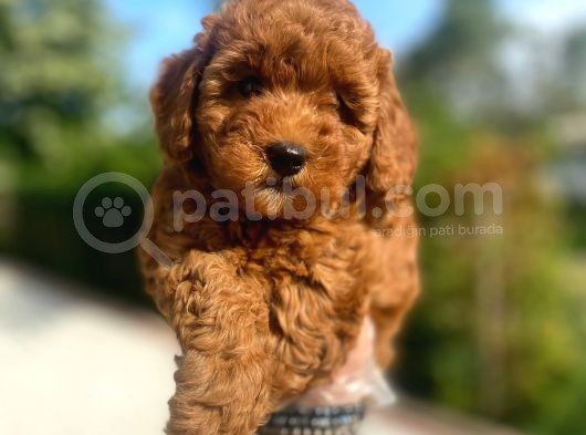 Irk Garanti̇li̇ Pasaportlu Poodle Bebekleri̇mi̇z