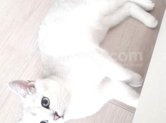 British Shorthair Silver Dışı görsel