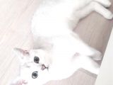British Shorthair Silver Dışı