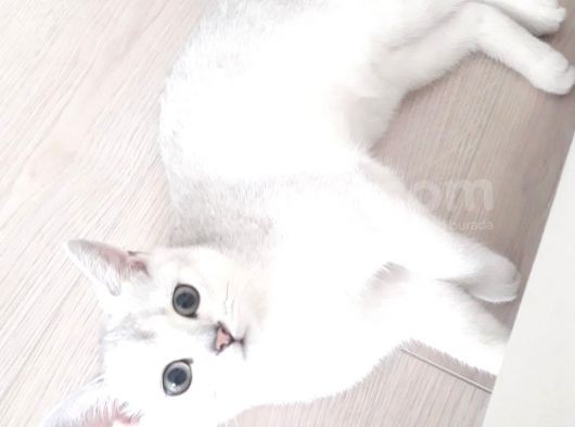 British Shorthair Silver Dışı