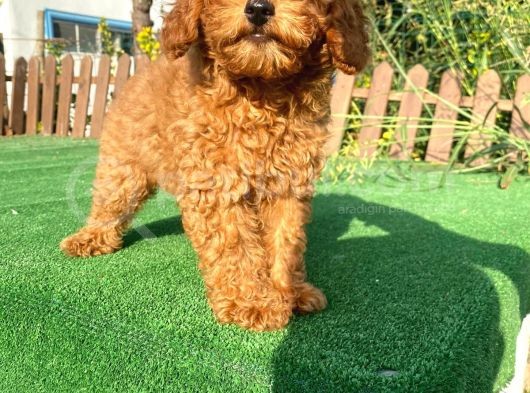Sağlik Garanti̇li̇ 1.Sinif Poodle Yavrularımız görsel