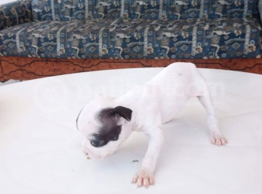 French Bulldog Yavruları görsel