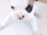French Bulldog Yavruları