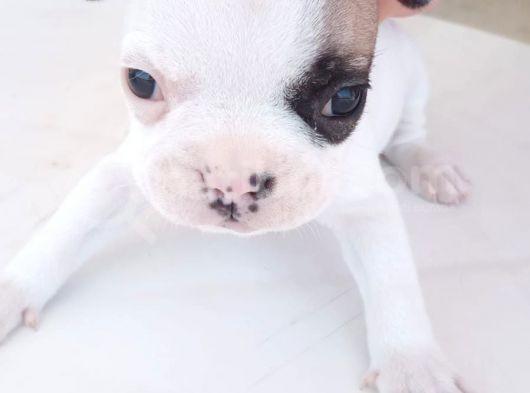 French Bulldog Yavruları görsel