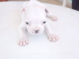 French Bulldog Yavruları