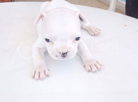 French Bulldog Yavruları görsel