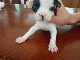 French Bulldog Yavruları