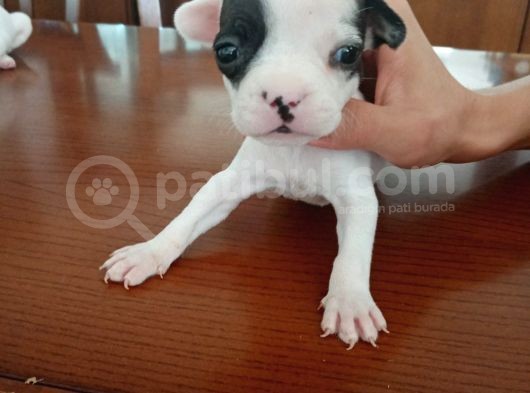 French Bulldog Yavruları görsel