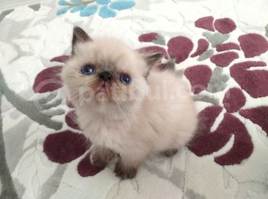 Exotic Shortair Ve Longhair Yavru görsel