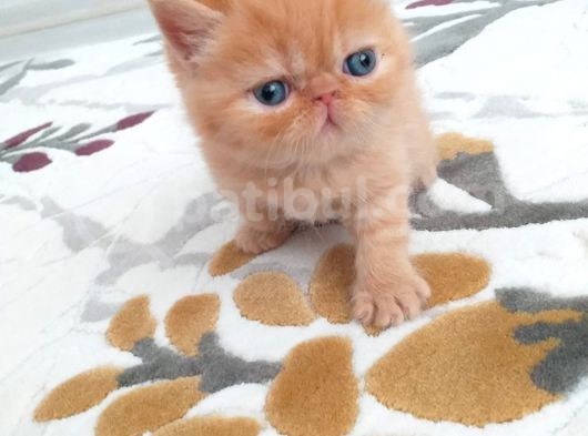Exotic Shortair Ve Longhair Yavru görsel