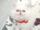Exotic Shortair Ve Longhair Yavru