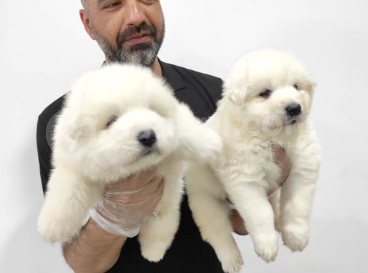 Kartopu Samoyed Bebekler