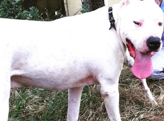 1.Sınıf Irk Garantili Dogo Yavrularımız görsel