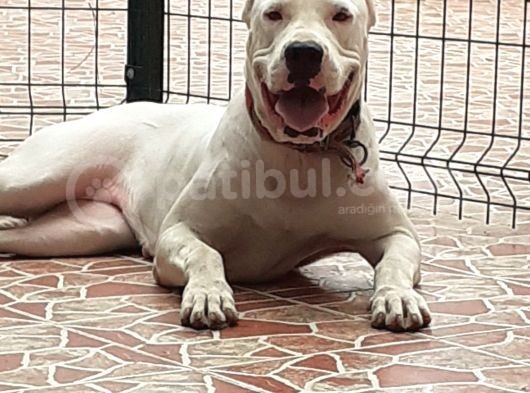 1.Sınıf Irk Garantili Dogo Yavrularımız görsel