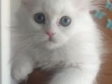 İran Chıncılla Kedi Yavru