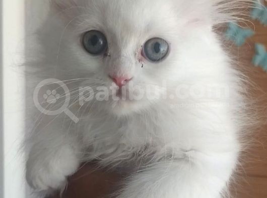 İran Chıncılla Kedi Yavru