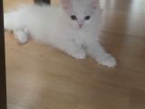 İran Chıncılla Kedi Yavru