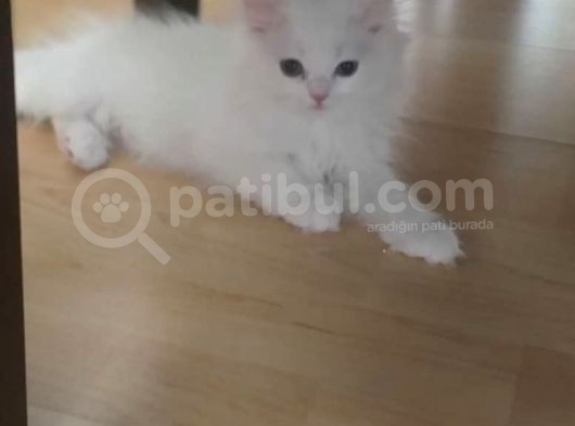 İran Chıncılla Kedi Yavru görsel