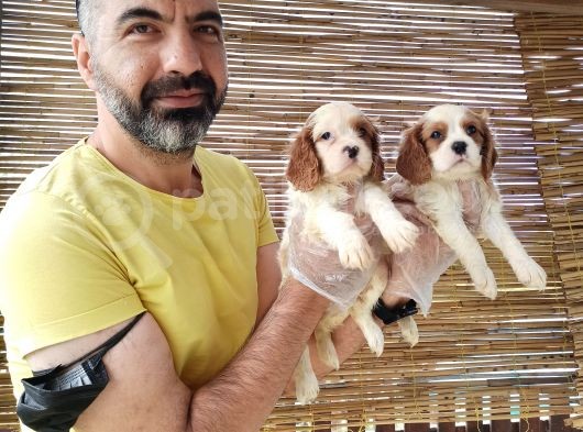 Cavalier Bebekler