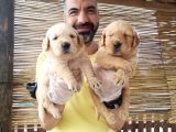 Golden Yavrularımız