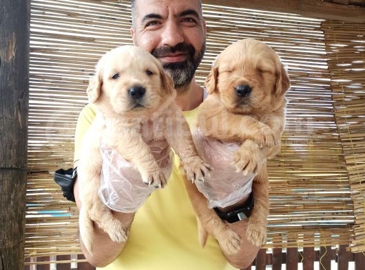 Golden Yavrularımız görsel