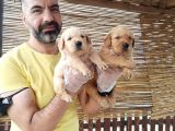 Golden Yavrularımız