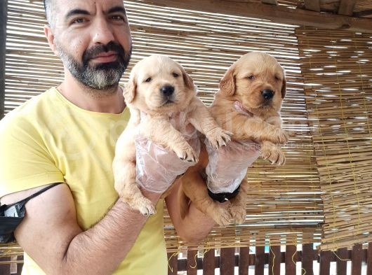 Golden Yavrularımız