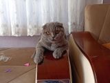 5 Aylık Dişi Scottish Fold