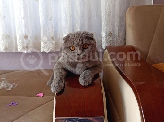 5 Aylık Dişi Scottish Fold görsel