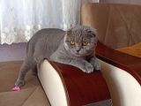 5 Aylık Dişi Scottish Fold