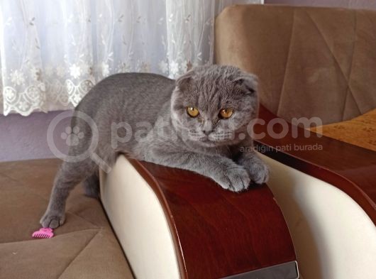 5 Aylık Dişi Scottish Fold görsel