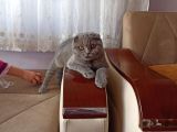 5 Aylık Dişi Scottish Fold