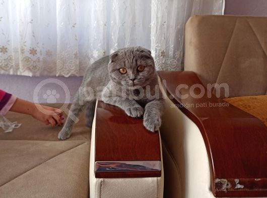 5 Aylık Dişi Scottish Fold görsel
