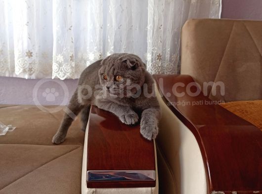 5 Aylık Dişi Scottish Fold görsel