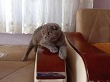 5 Aylık Dişi Scottish Fold