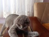5 aylık dişi scottish fold