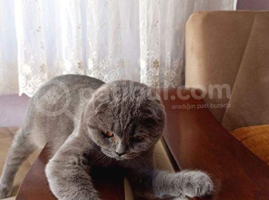 5 Aylık Dişi Scottish Fold