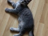 Evde Büyütülen Safkan British Shorthair Yavrular