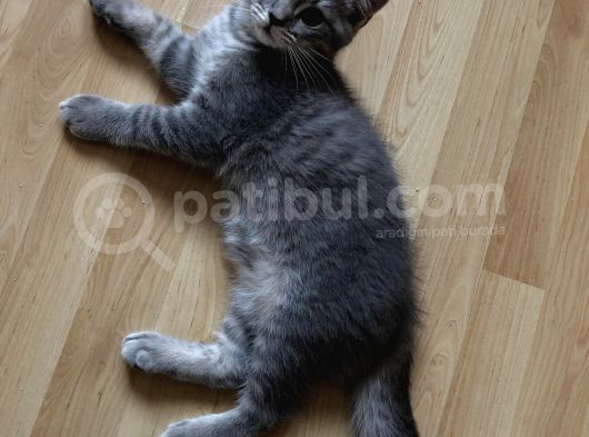Evde Büyütülen Safkan British Shorthair Yavrular