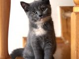 Evde Büyütülen Safkan British Shorthair Yavrular
