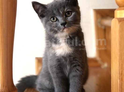 Evde Büyütülen Safkan British Shorthair Yavrular görsel